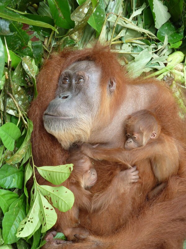 GOBER ist eine ältere Orang-Utan-Dame, die 2008 aus einem kümmerlichen Rest von Regenwald evakuiert wurde – abgeschnitten von ihrem Heimatwald in Folge intensiver Ölpalm-Anpflanzungen. Sie wurde in die Station Batu M’Belin gebracht, da ein wohl altersbedingter Grauer Star festgestellt wurde, der fast zur vollständigen Blindheit geführt hatte. Infolge eines Kontakts mit dem ebenfalls blinden Orang-Utan LEUSER wurde GOBER schwanger und brachte im Januar 2011 Zwillinge zur Welt, GANTENG (Sohn) und GINTING (Tochter). Wird Gober (zusammen mit ihren Kindern) in den Dschungel Nord-Sumatras zurückkehren können? – Bild: BR/​Sumatra Orangutan Conservation Program/​Alain Compost/​Alain Compost