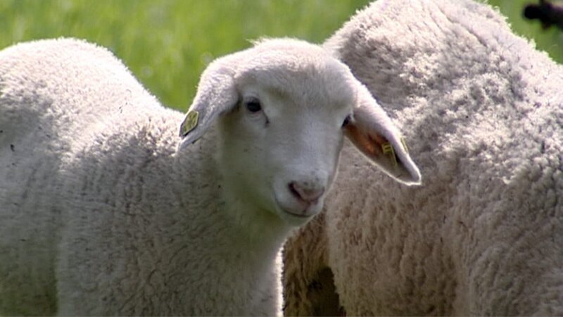 Osterlamm – Bild: ORF/Wolfgang Niedermair Osterlamm – Bild: ORF/Wolfgang Niedermair