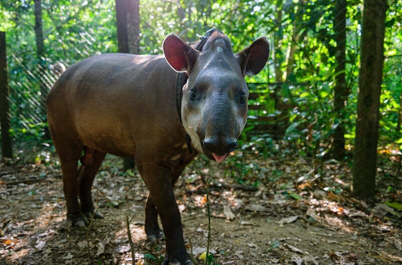 Tapire wiegen bis zu 300 Kilogramm und ernähren sich von großen Früchten und Samen. – Bild: Gavin Maxwell/​BLP WW