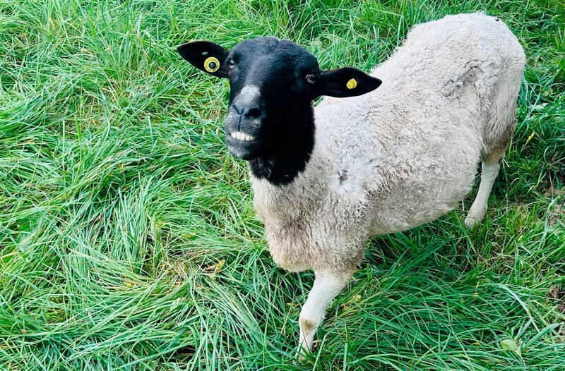 Fast ein schwarzes Schaf – mit guten Zähnen. Weiteres Bildmaterial finden Sie unter www.br-foto.de. – Bild: BR/​Leonhard Schwarz