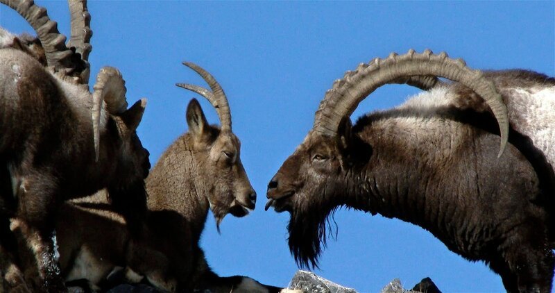 Himalayan Ibex, with their majestic horns and beards are truly Monarchs of the Himalayas – Bild: Autentic GmbH/​Bedi films