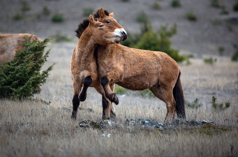 Ein Lebewesen unter anderen – Bild: Sylvere Petit