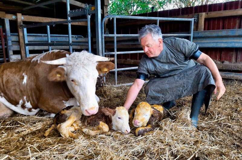 Tierischer Nachwuchs im Schwarzwald: Tierarzt Jörg Bretzinger schaut, ob es den frischgeborenen Kälbern gut geht. – Bild: SWR