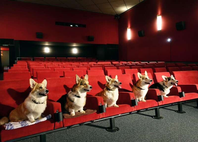 Corgis aus der Zucht von Sabine Thomas. – Bild: SWR/​Eberhard Reuß