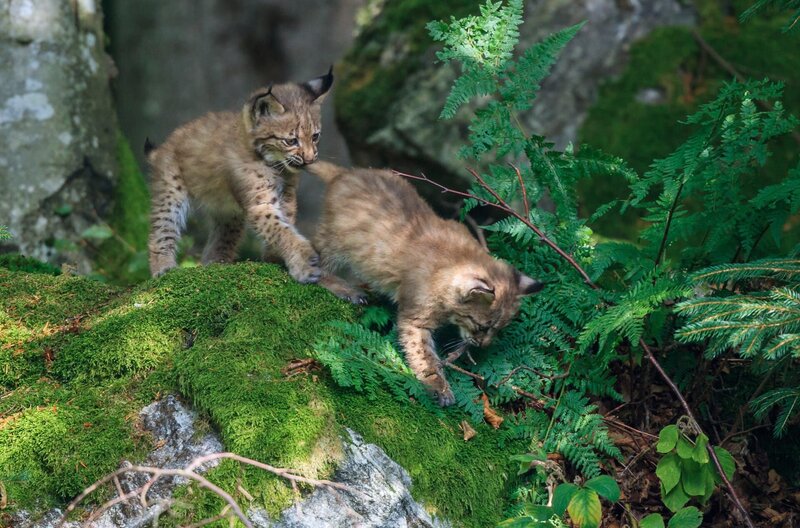 Der wilde Wald - Natur Natur sein lassen – Bild: SWR/​Rainer Simonis