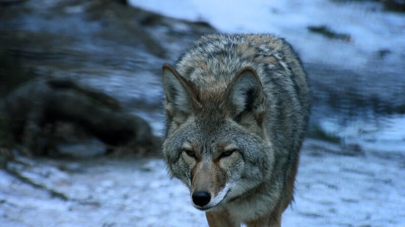 Wolf – Bild: Off the Fence /​ Jäger und Gejagte