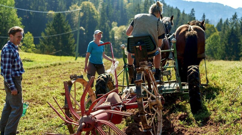 Kartoffeln roden auf dem Windberghof mit den Arbeitspferden. – Bild: NDR/​SWR/​Caren Braun