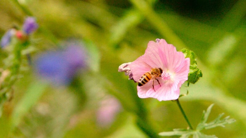 Insekten erwünscht! Es soll Brummen und Summen im Naturgarten. – Bild: BR
