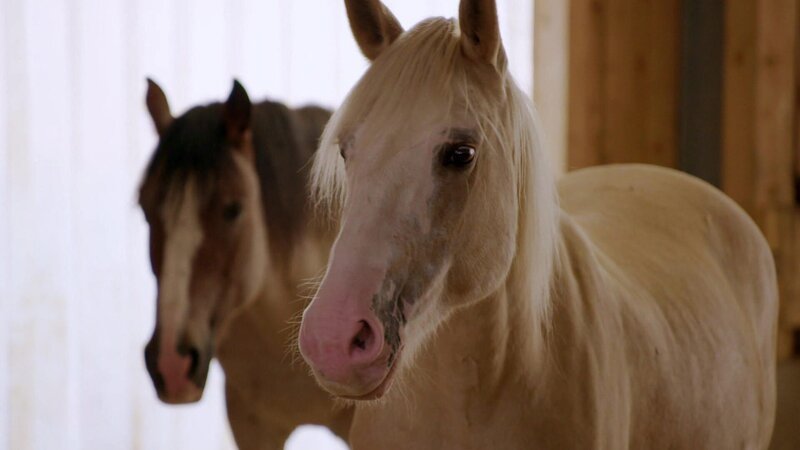 Zwei Pferde – Bild: @Red Bull Media House/​ServusTV