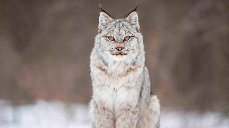 Luchse jagen Schneeschuhhasen im borealen Wald und der uralte Tanz zwischen Wölfen und Karibus in Kanadas riesiger Tundra zeigt die härteste Jahreszeit, in der Landschaften durch die grausame und dramatische Schönheit von Schnee und Eis verändert werden. – Bild: phoenix/​ZDF/​arte F