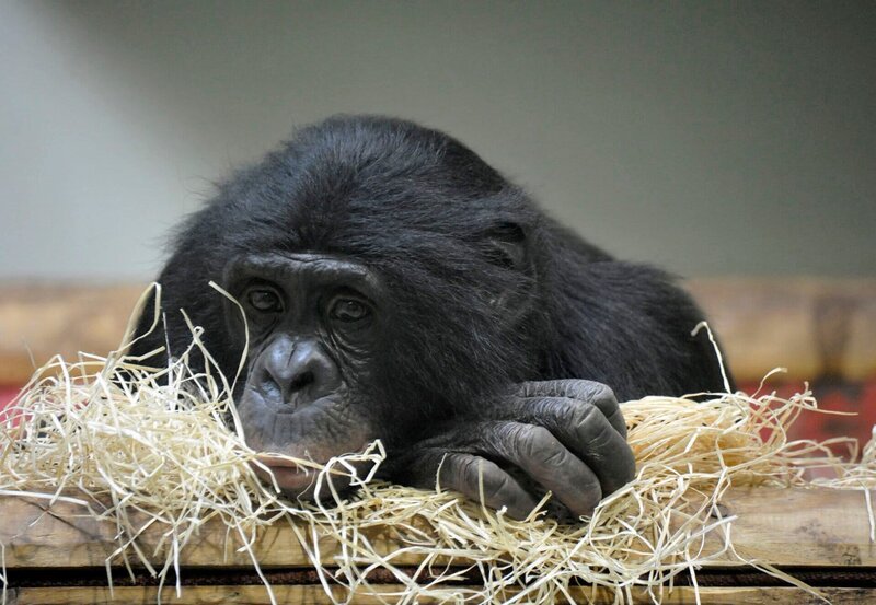 Bonobo-Mann Limbuko – Bild: rbb/​Thomas Ernst