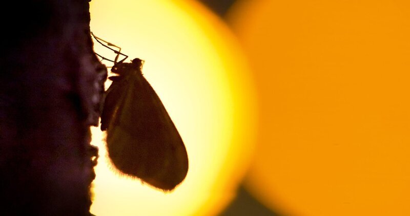 Mehr als die Hälfte der Insekten sind nachtaktiv. Auch der Kleine Frostspanner. – Bild: ZDF und Tim Visser