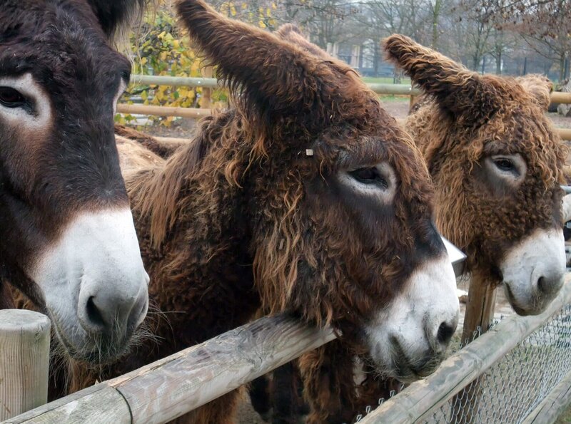 Poitouesel. – Bild: SWR/​Jens Klingler