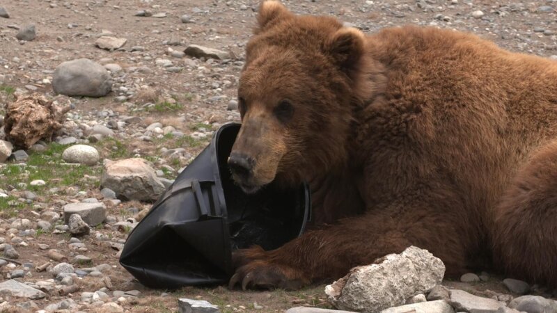 Braunbär – Bild: Off the Fence /​ Stadt der Bären
