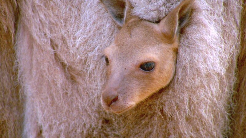 Känguru-Junges im Beutel. – Bild: ORF/​ZDF