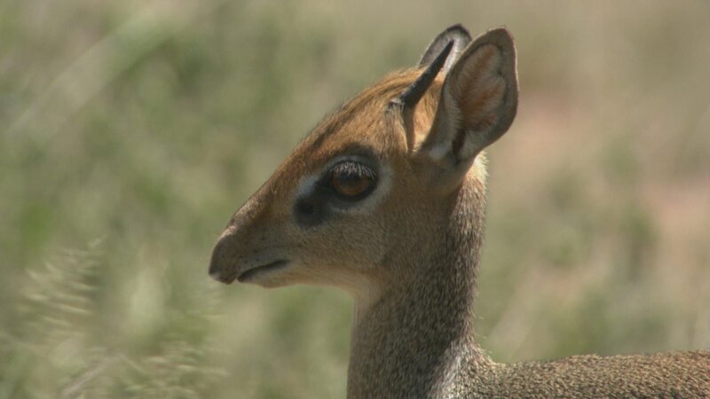 Kirk-Dikdik ist eine Zwergantilopenart, die im östlichen Äquatorialafrika beheimatet ist. – Bild: NHNZ /​ Nat Geo
