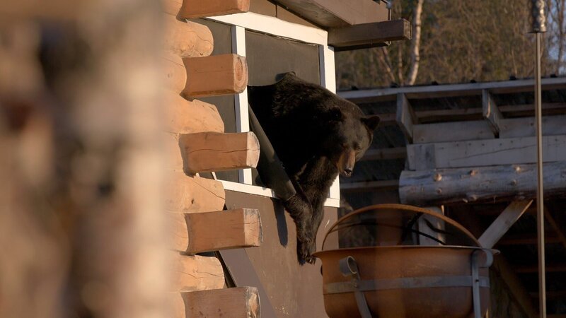 Ein Bär bricht in das Haus von Chevie Roach ein. (National Geographic für Disney) – Bild: National Geographic for Disney /​ Disney