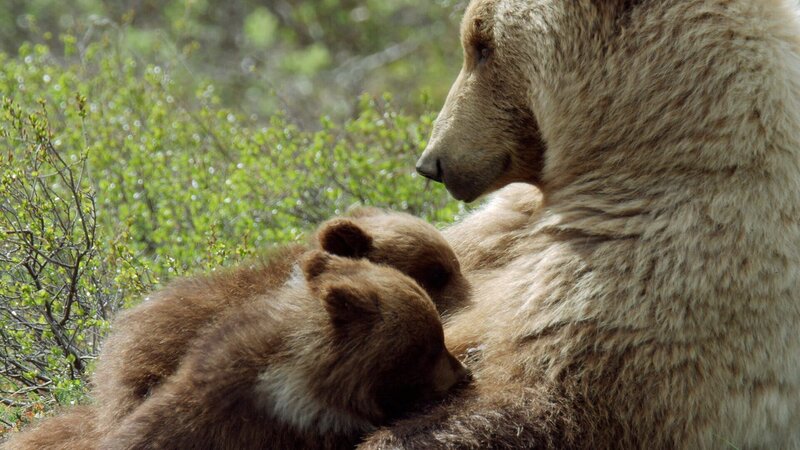 Bild: SRF/​Marco Polo Film AG/​Boas Schwarz