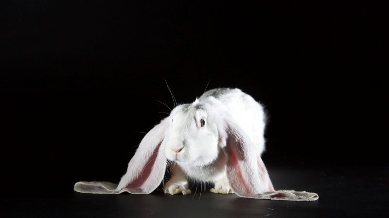 Kaninchenportrait: Ein Englischer Widder. Nur eine Rasse von vielen, die Züchter auf der ganzen Welt begeistern. – Bild: WDR/​NDR/​TERRA MATER FACTUAL STUDIOS/​REMARKABLE RABBITS INC.