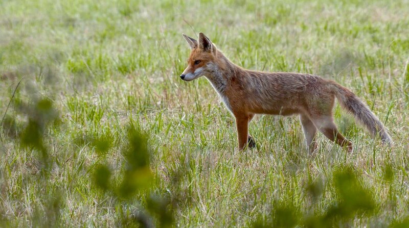 Ein Fuchs auf der Pirsch. Er sucht in der Wiese nach Mäusen. – Bild: NDR/​DocLights GmbH/​Uwe Anders/​Uwe Anders