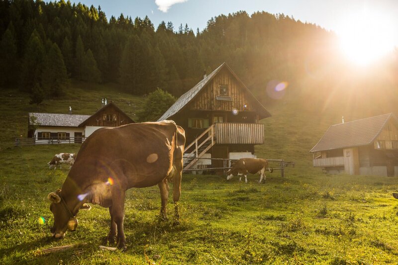 Eine Kuh und Hütten. – Bild: ServusTV /​ Daniel Götzhaber