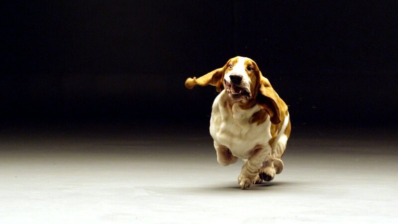 Leo the Bassett Hound running. – Bild: Oxford Scientific Films