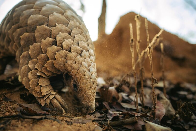 Schuppentiere sind oft voller Schlamm – sie wälzen sich darin, um ihre Schuppen vor Parasiten zu schützen. – Bild: Terra Mater Studios GmbH /​ Silver Bullet Films /​ Wayne de Lange