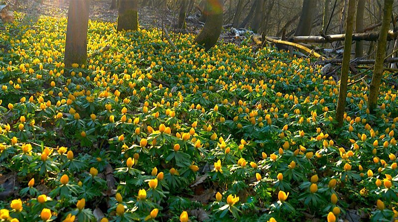 Der Grunewald im Frühling. – Bild: rbb/Stefan Düfel Der Grunewald im Frühling. – Bild: rbb/Stefan Düfel