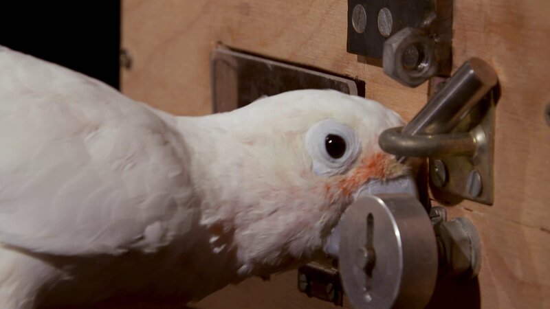 Parrot brains are walnut sized, so why are they so clever ? – Bild: Animal Planet