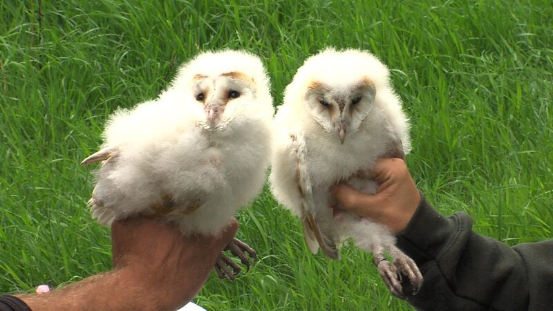 Barn Owl Chicks. – Bild: Moondance /​ Moondance. OWLS_01.jpg /​ Moondance