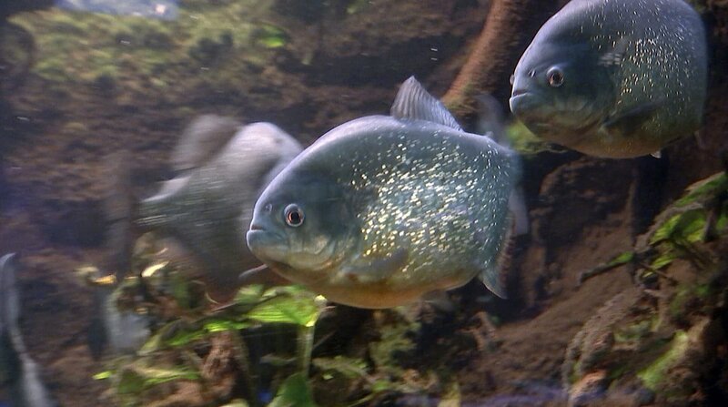 Die Piranhas im Frankfurter Zoo warten auf ihre Fütterung. – Bild: BR/​HR