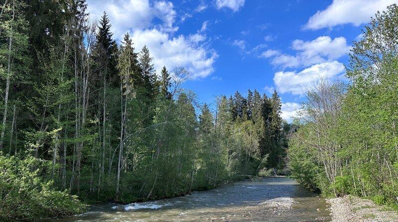 Die Wertach. Breiter und sehr naturnaher Fluss im Oberallgäu. – Bild: BR/​Markus Schmidbauer