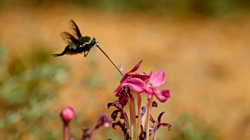 In der kurzen Zeit, in der die Kalahari blüht, müssen Tiere und Pflanzen zusammenarbeiten, um ihren Fortbestand zu sichern. – Bild: 3sat