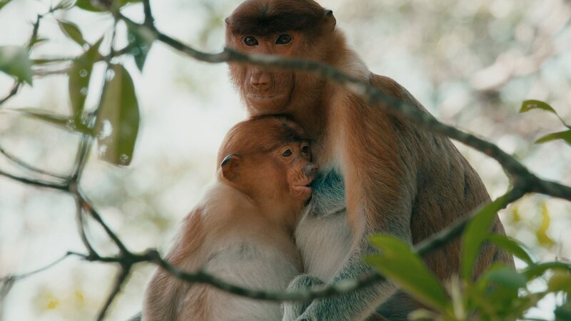 Nasenaffe mit Jungtier  +++ Die Verwendung des sendungsbezogenen Materials ist nur mit dem Hinweis und Verlinkung auf RTL+ gestattet. +++ – Bild: RTL