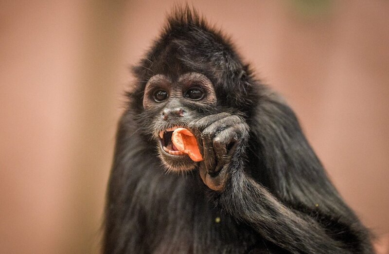 monkey – Bild: ORF/​Universal