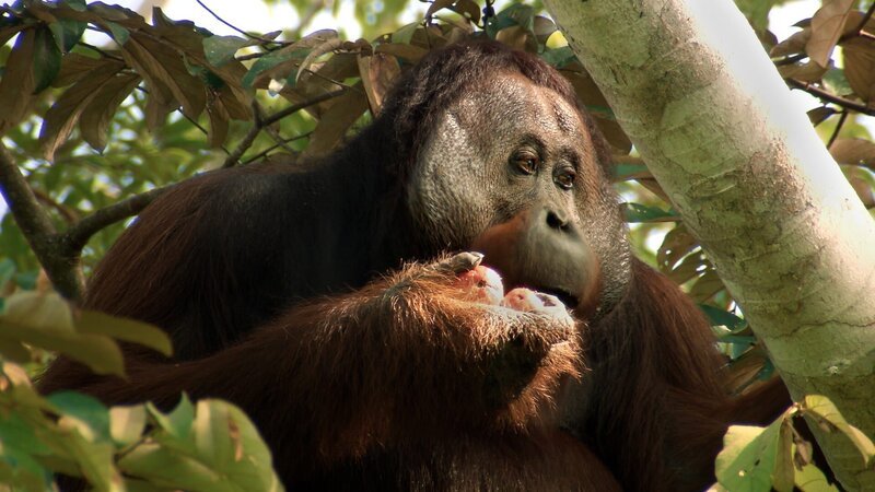 Gute Nachrichten vom Planeten – Wie wir Wälder retten Auf Borneo schützt die Forstbehörde Orang-Utans. – Bild: BR/​Längengrad Filmproduktion GmbH