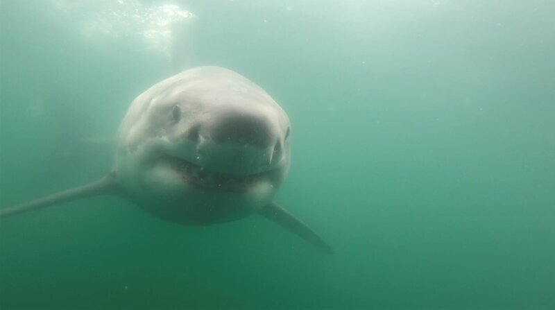 Dr. Greg Skomal hat über 230 Weiße Haie vor Cape Cod markiert. Jeder Hai wird zunächst identifiziert, damit das Team alle besonderen Merkmale analysieren und das Geschlecht bestimmen kann. – Bild: Discovery Channel /​ Discovery Communications, LLC