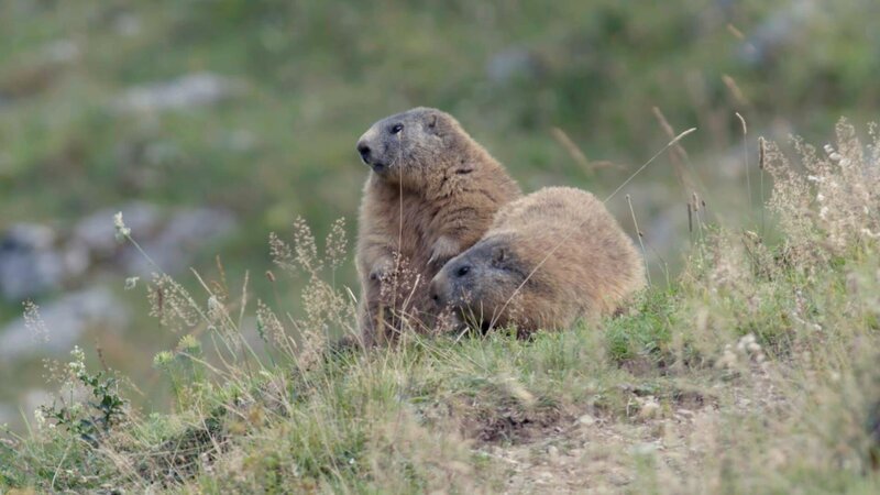 Murmeltiere sind nach dem Biber unsere größten heimischen Nagetiere. In Deutschland stehen die putzigen Bergbewohner unter Naturschutz. – Bild: BR/​Bild Medienproduktion GmbH & Co. KG