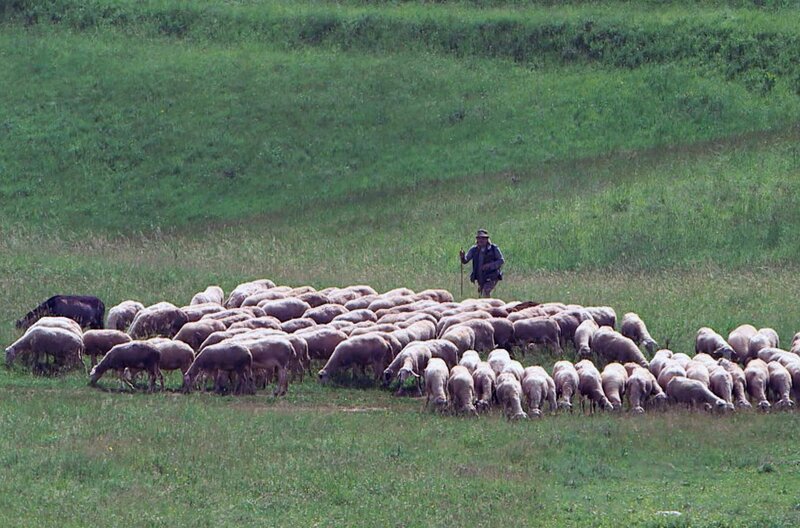 Mächtige Gebirgszüge und üppige Weidegründe machen Bulgarien zu einem Paradies für Weidetiere wie Schafe und Rinder. – Bild: Elephant Doc