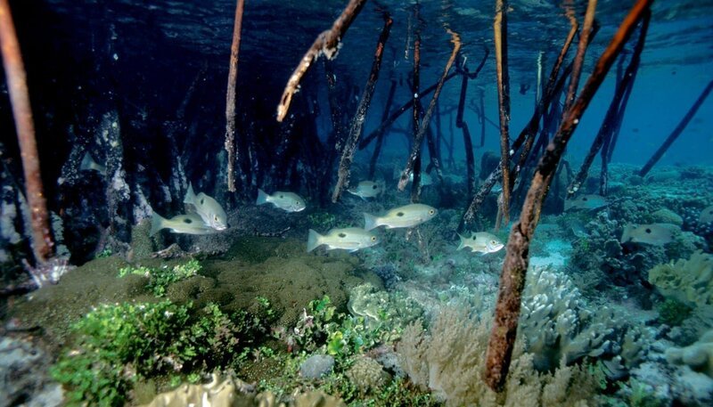 Korallenriffe bedecken nur einen sehr kleinen Teil der Meeresböden, und trotzdem lebt dort immerhin ein Viertel aller Meeresfischarten. – Bild: phoenix/​ZDF/​Natural History New Zeal