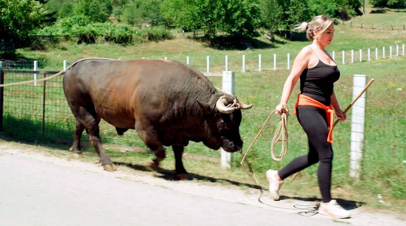 Stier Rocky beim „Training“: Ausgiebige Spaziergänge sind an der Tagesordnung, um seine Kraft zu stärken. – Bild: MDR/​Dunja Engelbrecht