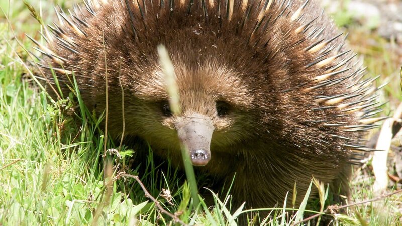 Der Kurzschnabeligel ist gut gegen Fressfeinde geschützt. – Bild: ORF/​ZDF/​Content Mint Pty Ltd.