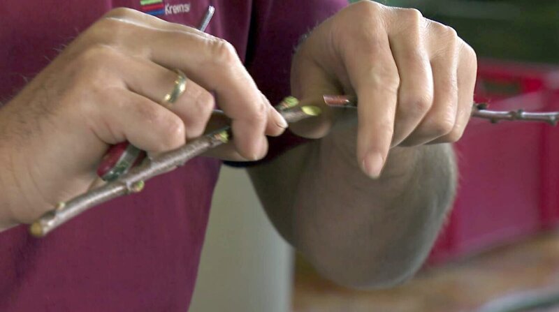 Veredelung von jungen Marillentrieben. – Bild: ORF/​ORF III/​Andreas Schinko