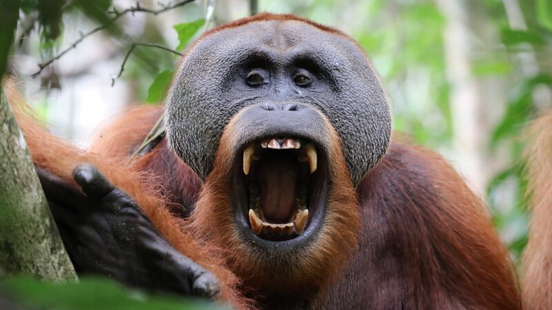 Den Orang-Utans auf Sumatra geht es schlecht. Nur noch 15 000 Tiere leben auf der Insel. Ihr Lebensraum schwindet dramatisch. – Bild: 3sat Den Orang-Utans auf Sumatra geht es schlecht. Nur noch 15 000 Tiere leben auf der Insel. Ihr Lebensraum schwindet dramatisch. – Bild: 3sat