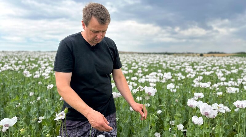 Bauer František Pospíšil steht in seinem Mohnfeld, versucht, die Ernte abzuschätzen. – Bild: MDR/​Daniel Laudowicz