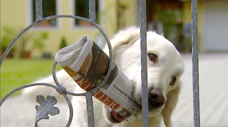 Der Mensch stellt sich an die Spitze der Evolution. Doch nun finden Forscher heraus, dass auch Tiere über Intelligenz verfügen. Sie verwenden Werkzeuge, sprechen und entwickeln sogar eine Kultur. – Bild: phoenix/​ORF