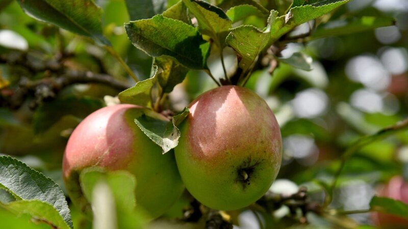 Die Äpfel beim Anderlbauer in Frasdorf gedeihen prächtig, bevor sie unter anderem zu Apfelsaft verarbeitet werden. – Bild: ZDF und ORF/Produktion West/Gerhard Mader Die Äpfel beim Anderlbauer in Frasdorf gedeihen prächtig, bevor sie unter anderem zu Apfelsaft verarbeitet werden. – Bild: ZDF und ORF/Produktion West/Gerhard Mader