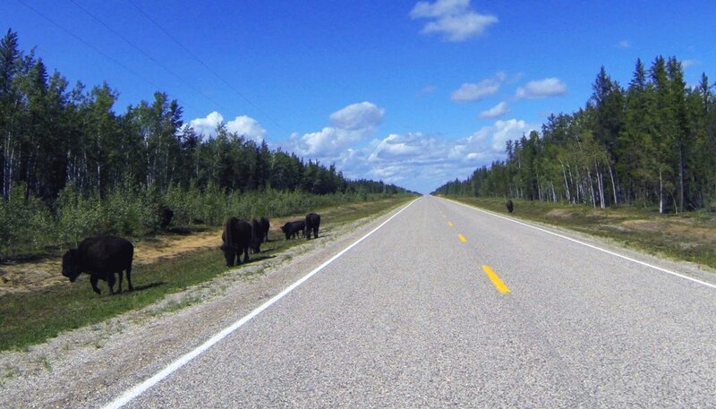Highway mit Bisons. – Bild: ZDF und SR/​Stephan Duefel