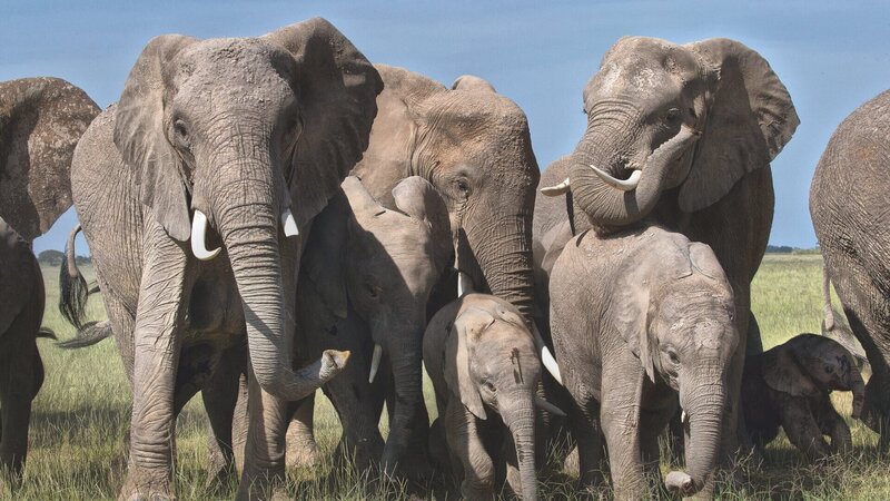 Auf 5000 Quadratkilometern des Gonarezhou-Nationalparks in Simbabwe tummeln sich rund 11 000 Elefanten. – Bild: ZDF und Andreas Kieling