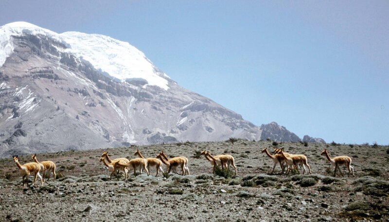 Eine Vikunja-Herde grast vor dem bekannten Vulkan Chimborazo. – Bild: phoenix/​ZDF/​Natural History New Zeal